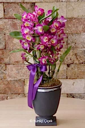 Dendrobium Kokulu Orkide 3