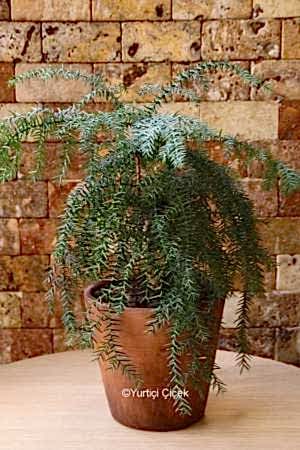 Araucaria Çam Bonsai Ağacı