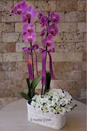 Beyaz Papatyalı Mor Orkide