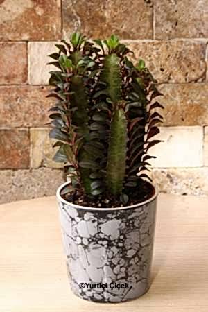 Euphorbia Rubra Kaktüs 1