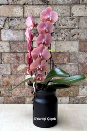 Formidablo Orkide Serisi 1