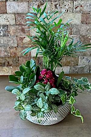 Bitki Aranjman Serisi 3