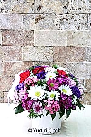 Mevsim Kır Çiçekleri