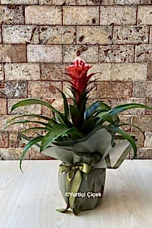 Guzmania Hope Bitkisi