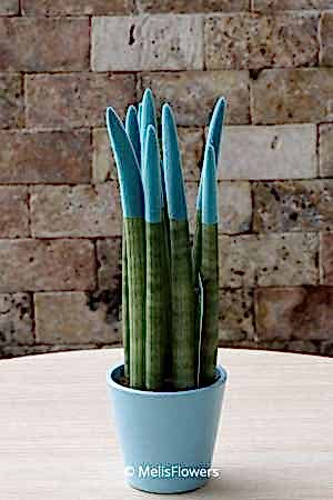 Sansevieria Serisi Turkuaz