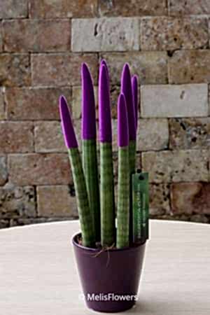 Sansevieria Serisi Mor