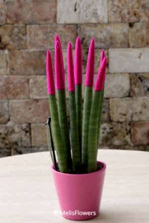 Sansevieria Serisi Fuşya