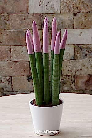 Sansevieria Serisi Lila