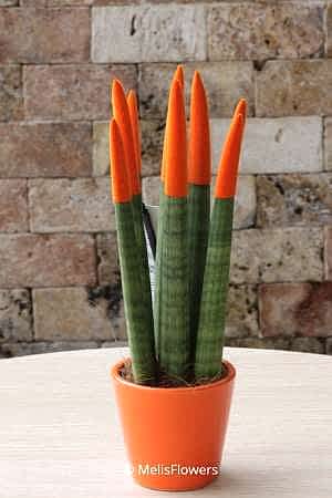 Sansevieria Serisi Turuncu