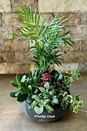 Özel Teraryum Serisi 2