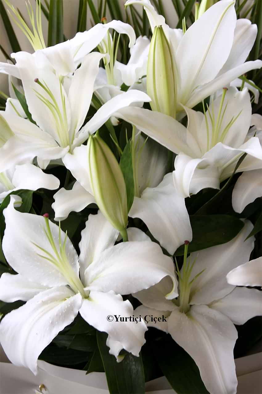 Lilyum Buket Serisi 1