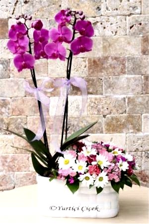 Mor Orkide ve Kır Çiçekleri