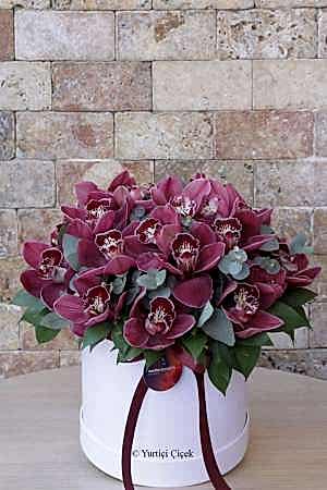 Cymbidium Serisi 2