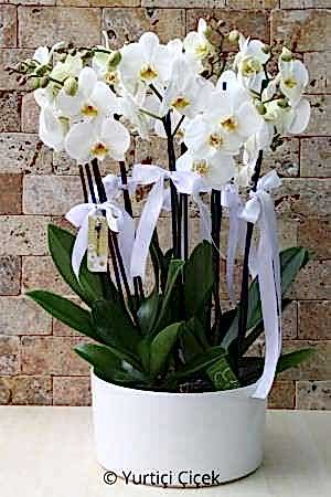 8 Dal Beyaz Orkide