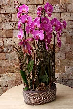 4 Dallı Butik Mor Orkide