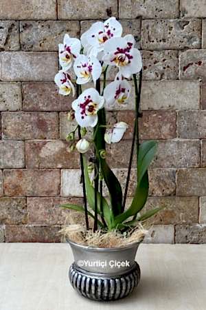 Özel Cascade Orkide Serisi 1