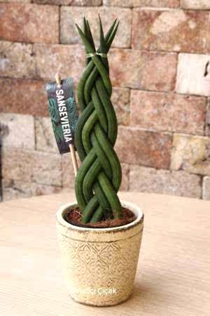 Örgülü Sansevieria 1