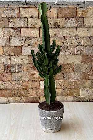 Euphorbia Acruensis Kaktüs 2