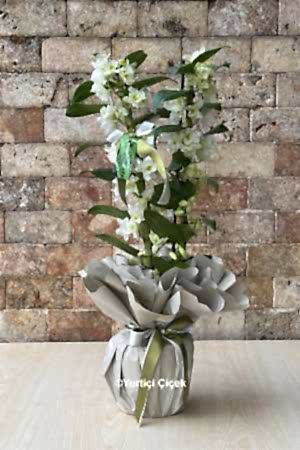 Dendrobium Kokulu Orkide 6