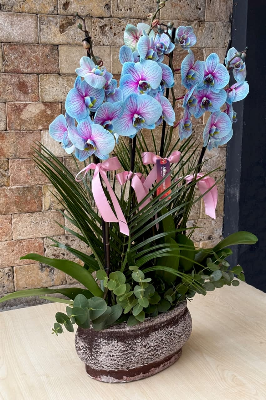 4 Dal Mavi Çizgili Orkide