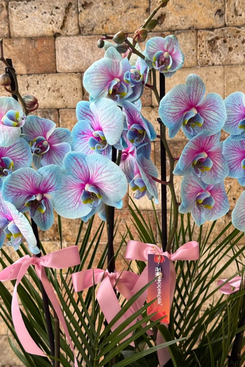 4 Dal Mavi Çizgili Orkide