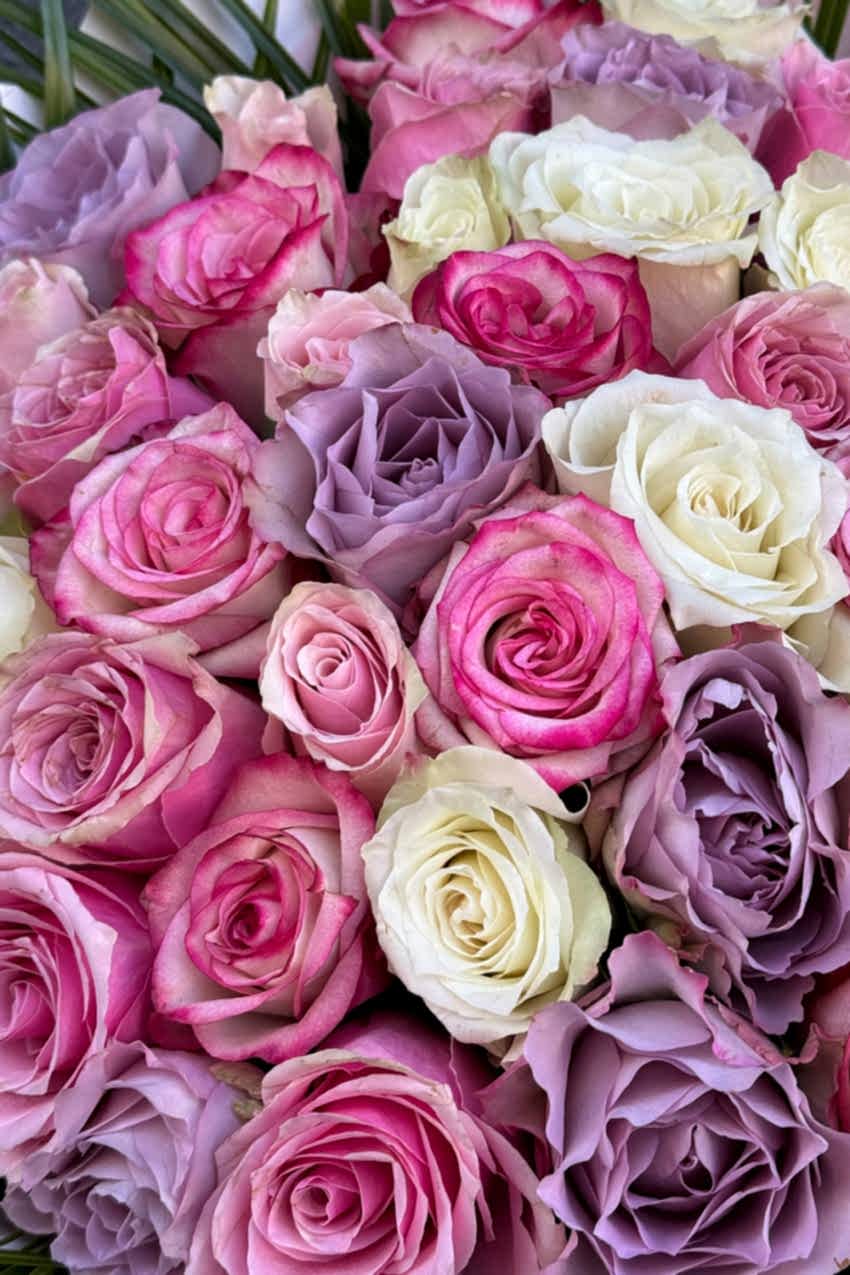 Renkli 51 Gül Serisi 2