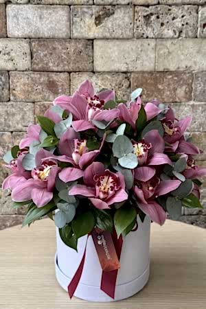 Cymbidium Serisi 1