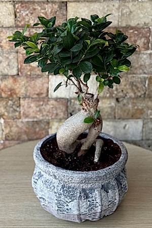 Bonsai Ağacı 4