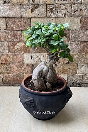 Bonsai Ağacı 5