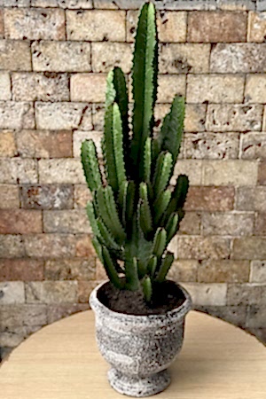 Euphorbia Acruensis Kaktüs 1