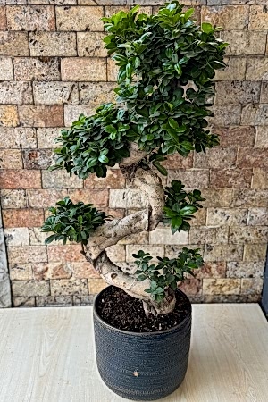 Bonsai Ağacı 8