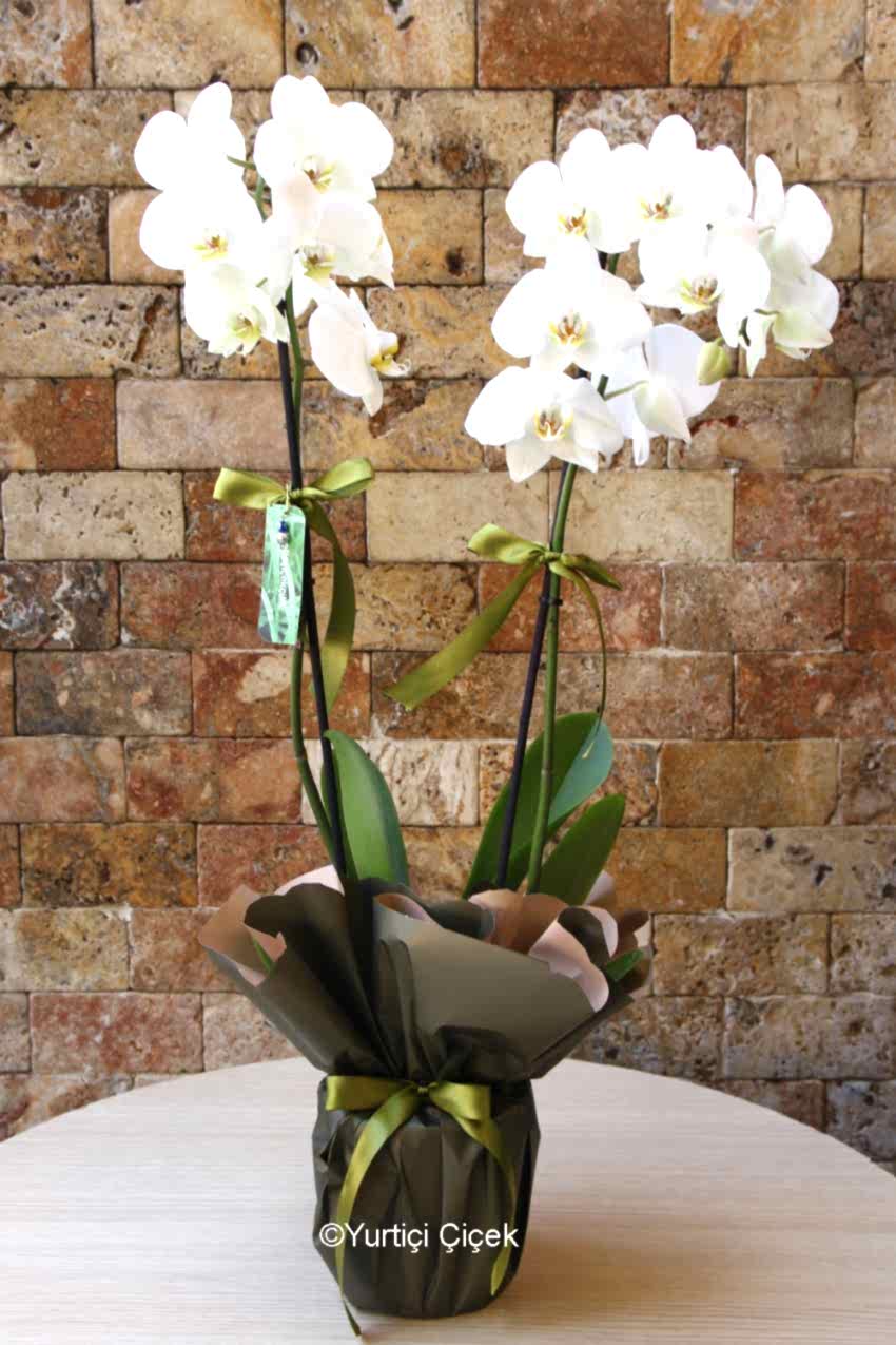 Çift Dallı Beyaz Orkide